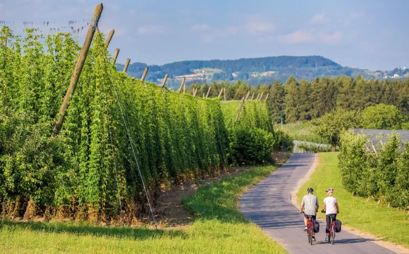 Past the hop fields to Landshut