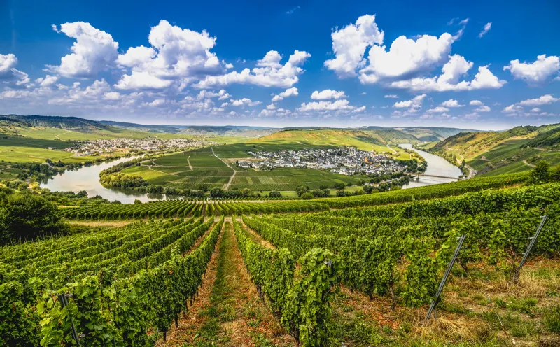 Trittenheim Moselle vineyard