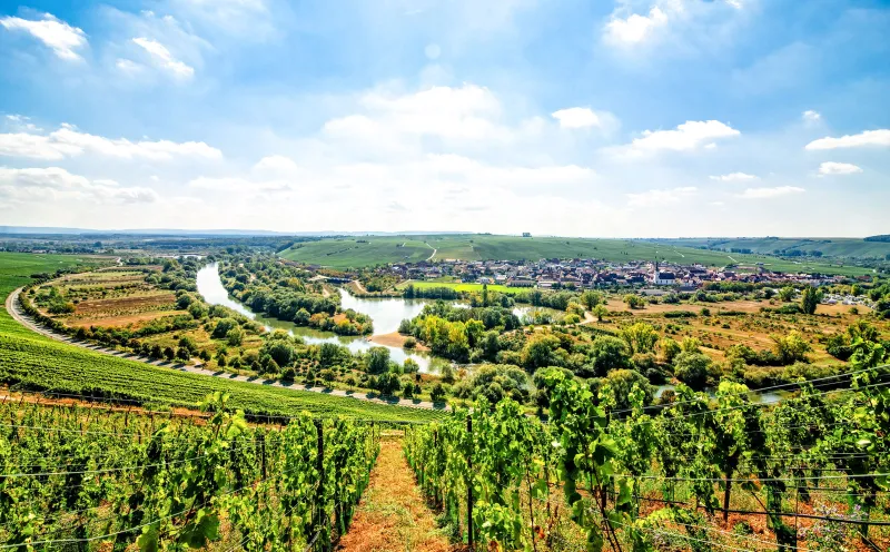 Volkach, Mainschleife, vineyards