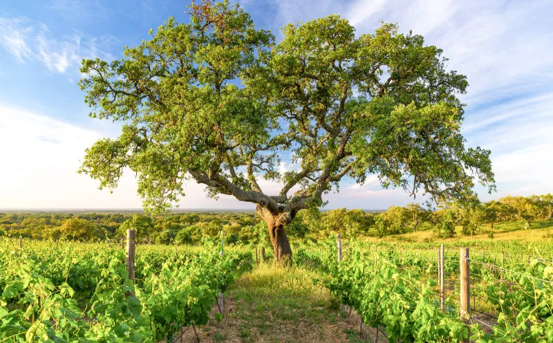 Cork oak in Alentejo