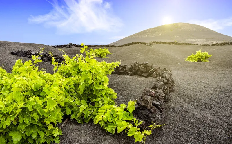 La Geria wine region