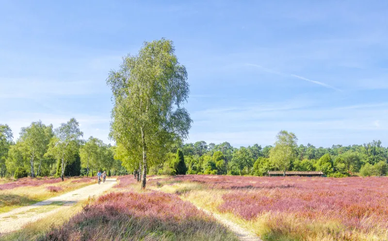 Heath near Schneverdingen