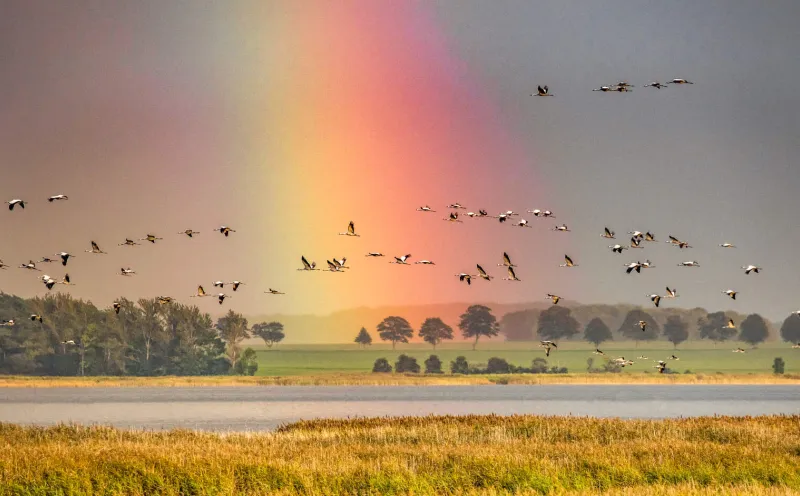 Cranes over the salt marshes 