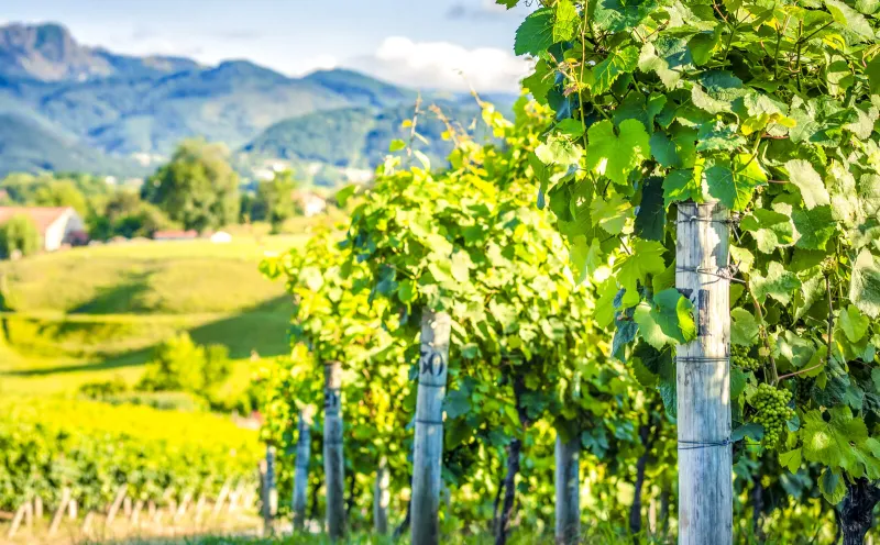 Wine region of La Rioja