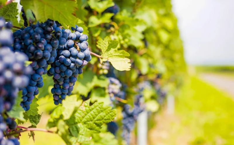 Grapes
