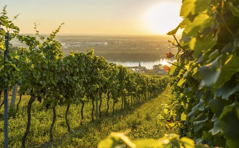 Kahlenberg village