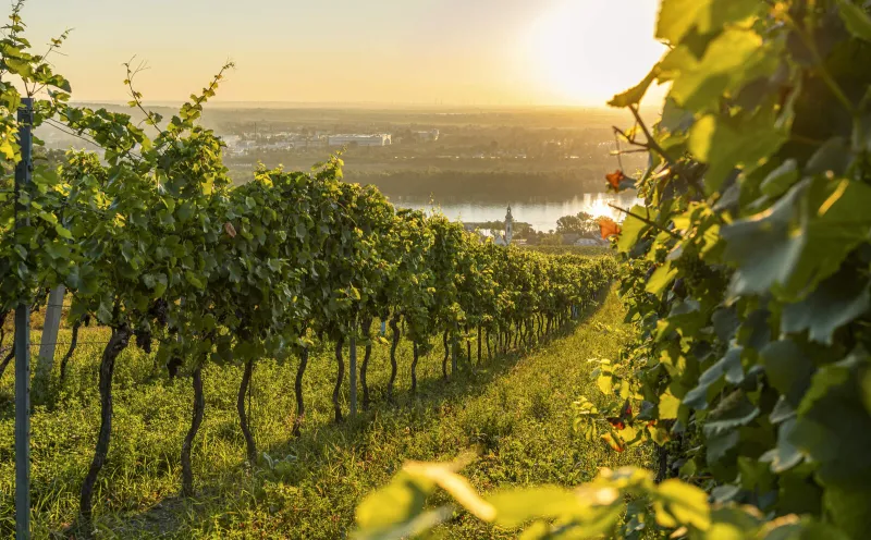 Danube bank near Nussdorf
