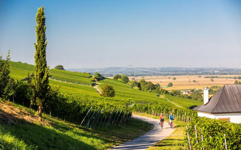 Müllheim Vineyards