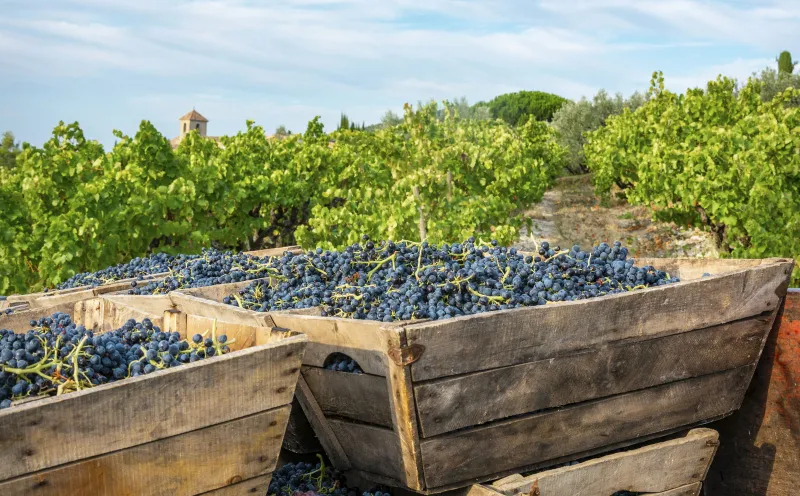 Grape harvest in the Rhône Valley