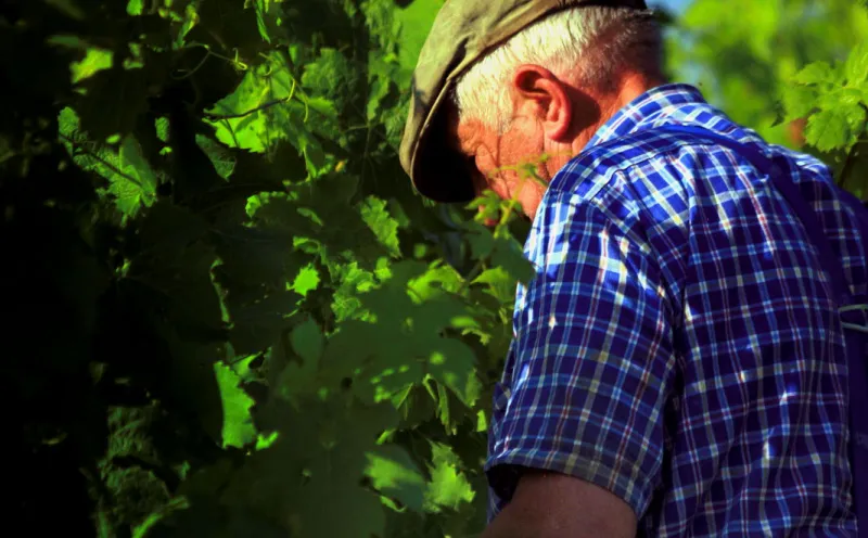 Winegrower Moselle Harvest
