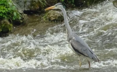 Heron