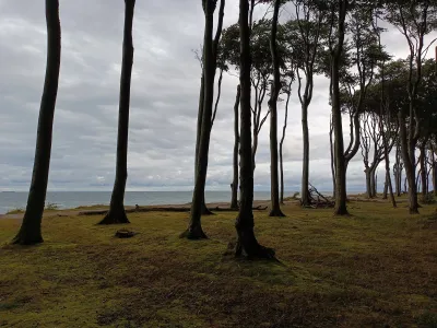 Ghost forest Nienhagen