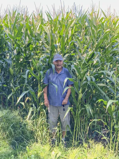 Cornfield
