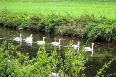 Swan school
