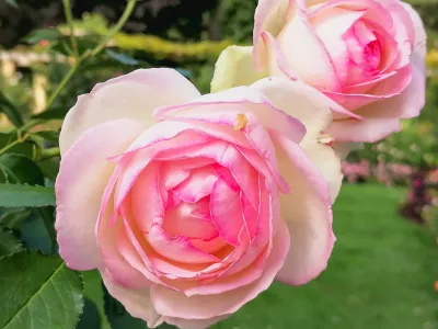 Rose garden on the island of Mainau