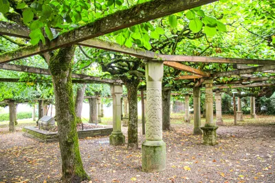 Linden plant