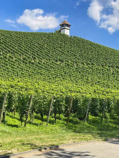 Vineyard on Lake Constance