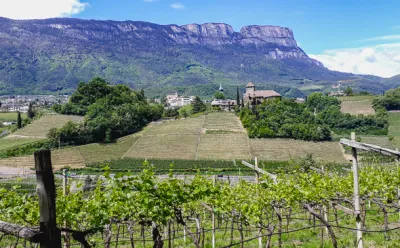 Wine growing in South Tyrol