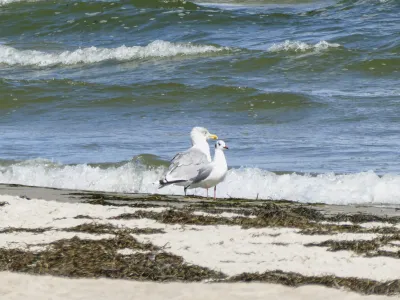 Thiessow beach