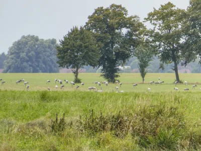 Cranes