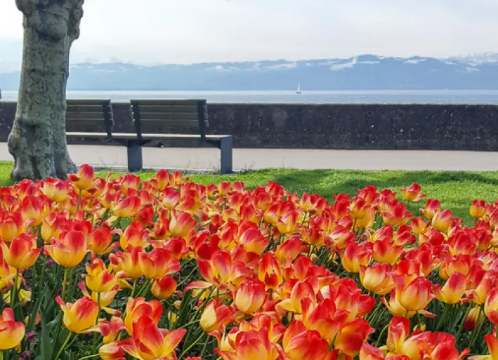 Flowers in front of an alpine view