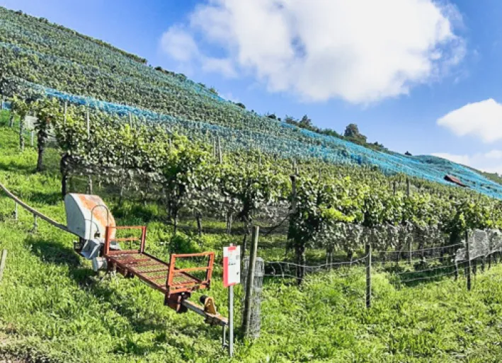 Wine growing on Lake Zurich