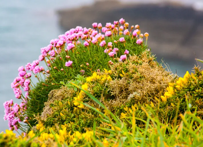 Flowering plants