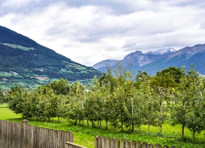 Adige Cycle Route, apple trees near Glurns