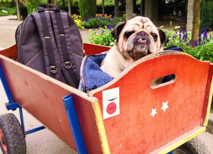 The dog is comfortable