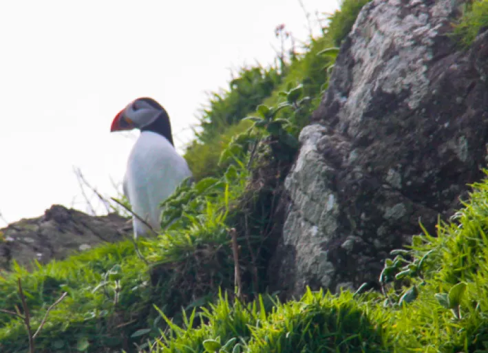 A puffin
