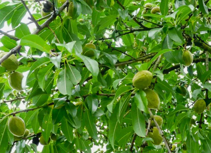 Quince tree