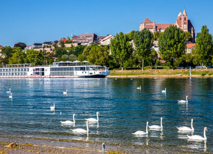 Vineyard in Breisach, Rhine cycle path