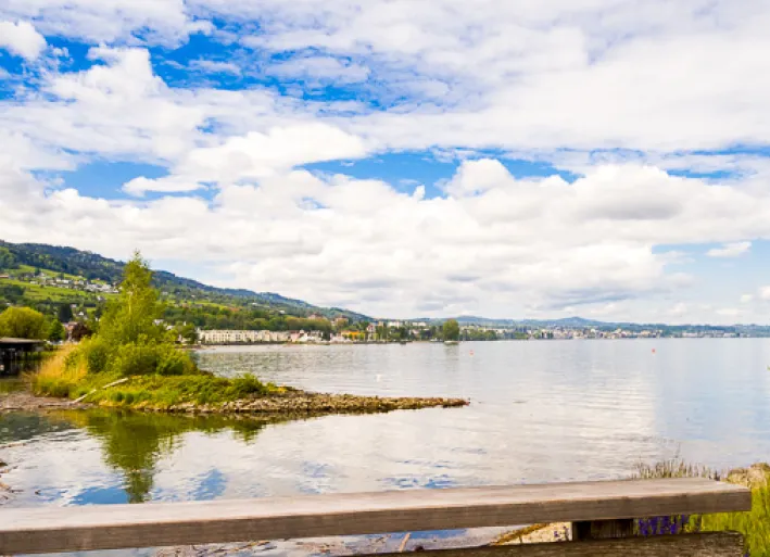The nature reserve at the mouth of the Rhine into Lake Constance
