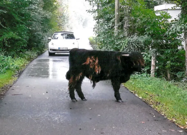 The stubborn bull