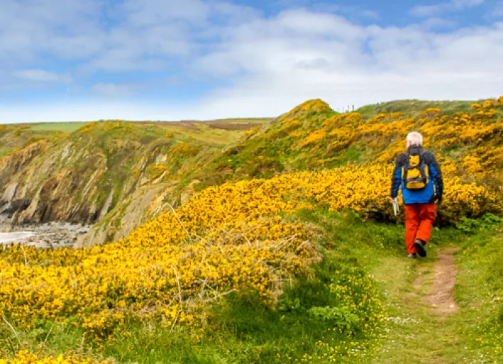 Cliffs and flowering plants