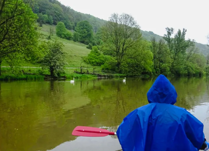 Animal accompaniment