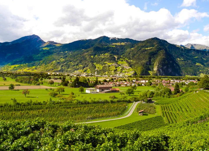 Vineyards near Landquart