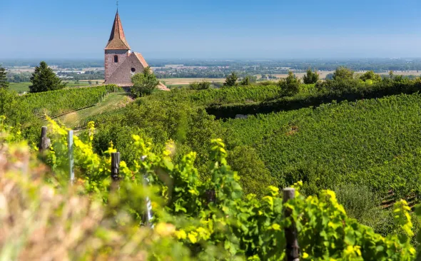 Vineyard church Alsace