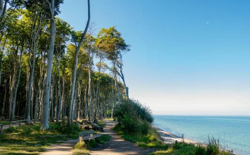 Gespensterwald Nienhagen