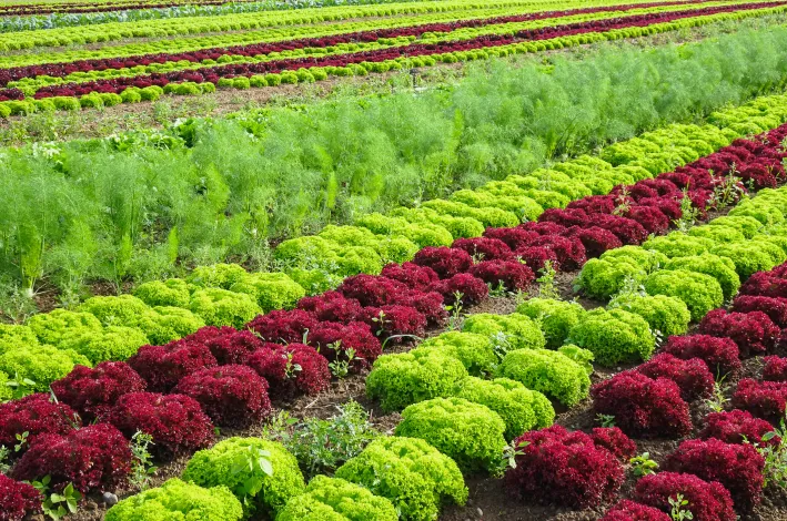Impressionen Rheinradweg