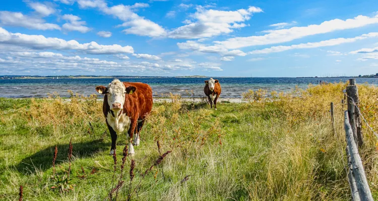 Cycling Holidays in Denmark