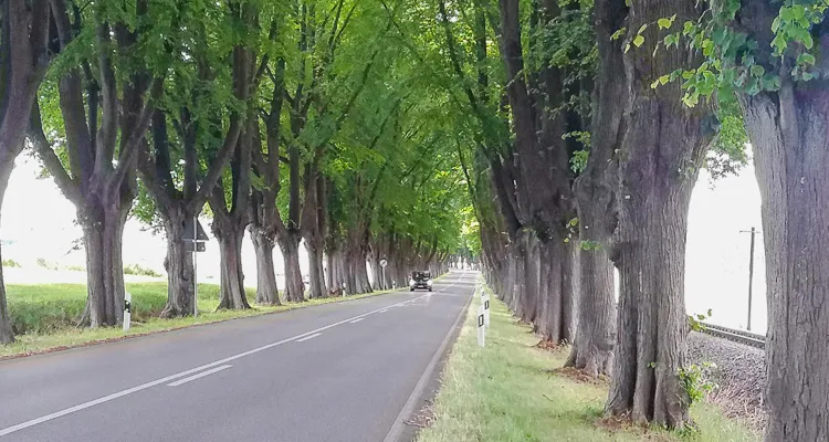 Avenue on the Baltic Sea coastal cycle path