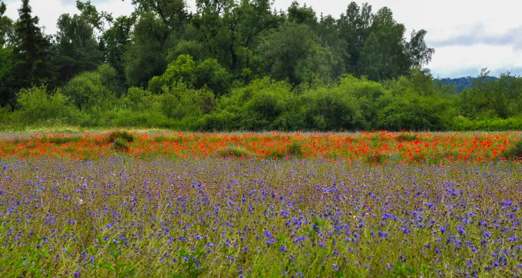 Flower meadow along the cycle path