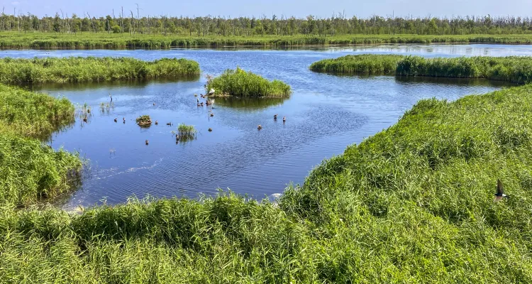 Anklamer Stadtbruch nature reserve
