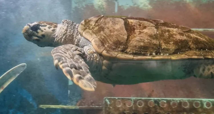 aquarium
