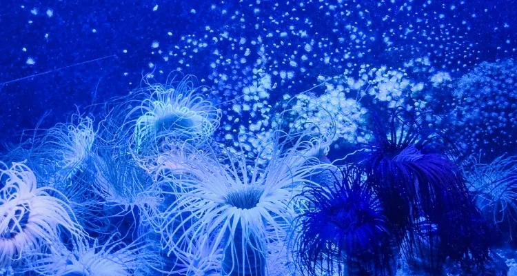 aquarium