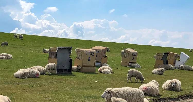 Sheep on the North Sea cycle path