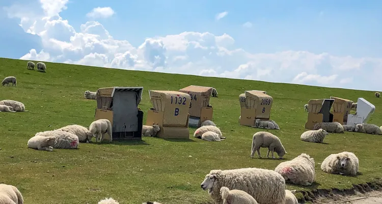 Sheep on the North Sea Cycle Path