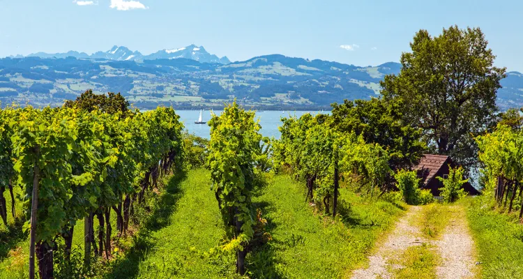 Cycling holidays in Lake Constance's hinterland