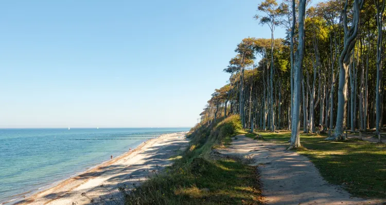 Gespensterwald Nienhagen